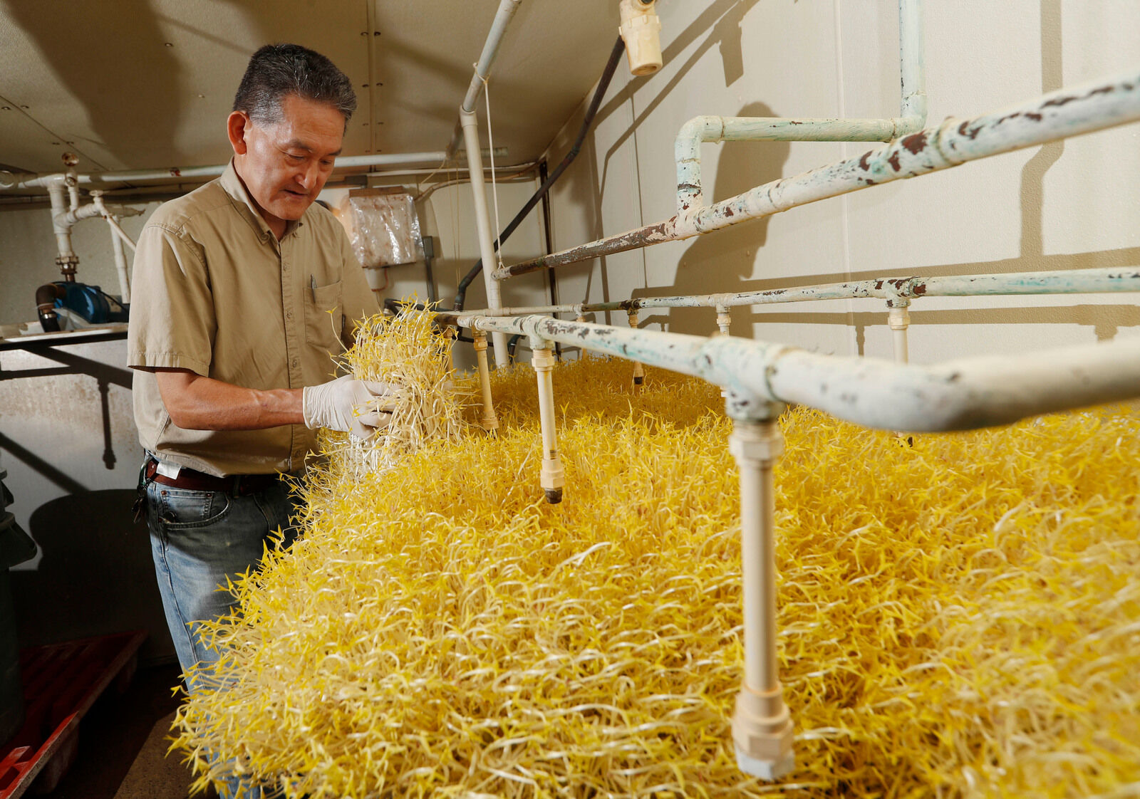 Checking the sprouts